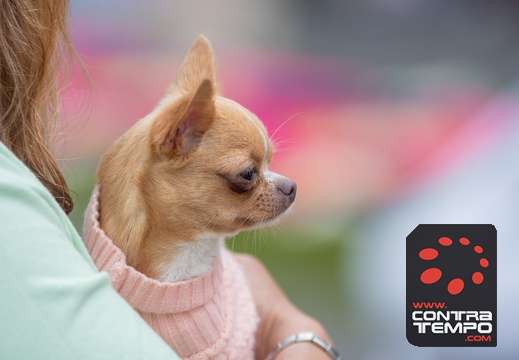 015- ACF7050(Andre Frias)