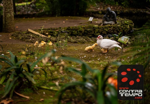 042- ACF6225 Andre Frias